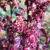 100 GIANT GOOSEFOOT Chenopodium Giganteum Purple Magenta Spreen Vegetable Seeds