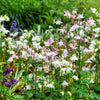 100 TALL DOUBLE COLUMBINE Aquilegia Vulgaris Mixed Colors Red, Pink, Purple, & White Flower Seeds