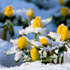 10 WINTER ACONITE Eranthis Hyemalis Yellow Sun Shade Flower Seeds