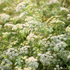 500 Organic CUMIN Cuminum Cyminum Herb Flower Seeds