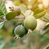 10 PINEAPPLE GUAVA Fruit Acca Guavasteen Brazilian or Fig Guava Feijoa Sellowiana Pink Red Flower Tree Shrub Seeds