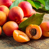 5 MANCHURIAN APRICOT Fruit Tree Flowering Prunus Mandshurica Seeds