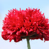 Red Oase Peony Poppy Seeds – Papaver Peoniflorum Double Flower – photo 2