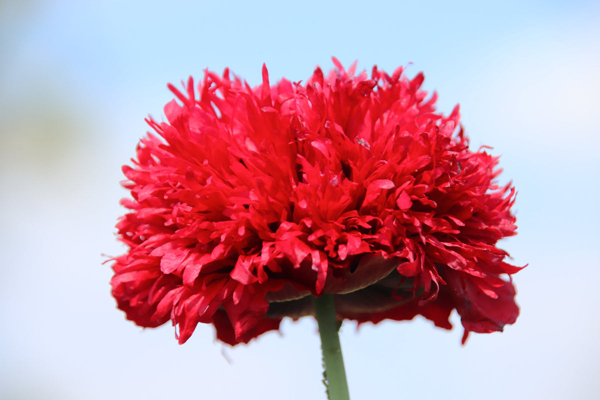 Red Oase Peony Poppy Seeds – Papaver Peoniflorum Double Flower – photo 2