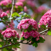 English Hawthorn Tree Seeds – Edible Fruit Flower Mayflower Crataegus Laevigata – photo 4