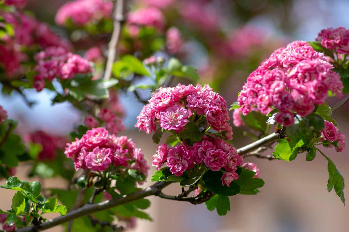 English Hawthorn Tree Seeds – Edible Fruit Flower Mayflower Crataegus Laevigata – photo 4