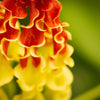 10 RED GLORIOSA LILY Flame Lily Gloriosa Superba Red & Yellow Flower Vine Seeds