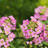 1000 Pink ALYSSUM ROSIE O DAY Lobularia Maritima Flower Seeds