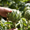 75 GREEN GLOBE ARTICHOKE Cynara Scolymus Vegetable Seeds