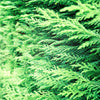 25 THUJA TREE Cedar Thuja Occidentalis Conifer Seeds