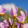 25 MIDLAND SHOOTING STAR (Flamingo Flower / Birds Bills / Prairie Pointer) Dodecatheon Meadia Flower Seeds