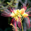 5 DESERT BIRD OF PARADISE Shrub Caesalpinia Gilliesii Poinciana Red & Yellow Flower Seeds