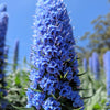 40 Blue PRIDE OF MADEIRA Echium Candicans Fastuosum Nectar Flower Seeds