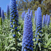 40 Blue PRIDE OF MADEIRA Echium Candicans Fastuosum Nectar Flower Seeds
