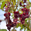 Chocolate Vine Seeds – Edible Fruit Akebia Trifoliata Flower Ornamental Climber – photo 3