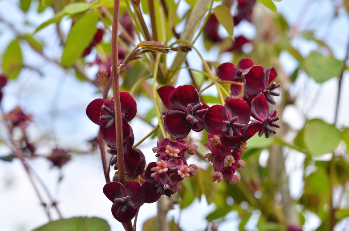 Chocolate Vine Seeds – Edible Fruit Akebia Trifoliata Flower Ornamental Climber – photo 3