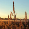 300 Ornamental BIG BLUESTEM GRASS Beardgrass Andropogon Gerardii Seeds