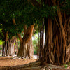50 BANYAN / BANYAN FIG TREE East Indian Ficus Benghalensis Aerial Root Houseplant Seeds