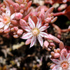 25 Spanish STONECROP / SEDUM HISPANICUM Groundcover Flower Seeds