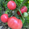 50 Giant BELGIAN PINK TOMATO Huge Pink Skin Lycopersicon Fruit Vegetable Seeds