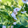 50 WHITE MARSH MALLOW Althaea Officinalis Flower Seeds
