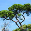 5 Pine Nut ITALIAN STONE PINE Pinus Pinea Umbrella Tree Seeds