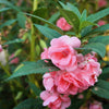 100 Mixed Colors DOUBLE CAMELLIA IMPATIENS (Balsam / Lady Slipper / Touch Me Not) Impatiens Balsamina Flower Seeds