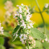 1000 HEIRLOOM CATNIP Nepeta Cataria Herb Flower Seeds
