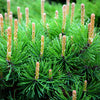 25 MUGO PINE Dwarf Evergreen Pinus Pumilio Shrub Seeds