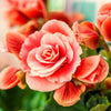 10 SALMON DOUBLE BEGONIA Tuberosa Tuberous Begonia Pink Shade Flower Seeds