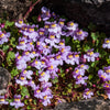 100 KENILWORTH IVY (Ivy-Leaved Toadflax) Cymbalaria Muralis Vine Flower Seeds