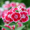 Cottage Pinks Seeds – (Garden, Laced, or Feathered Pink) Dianthus Plumarius Flower – photo 4