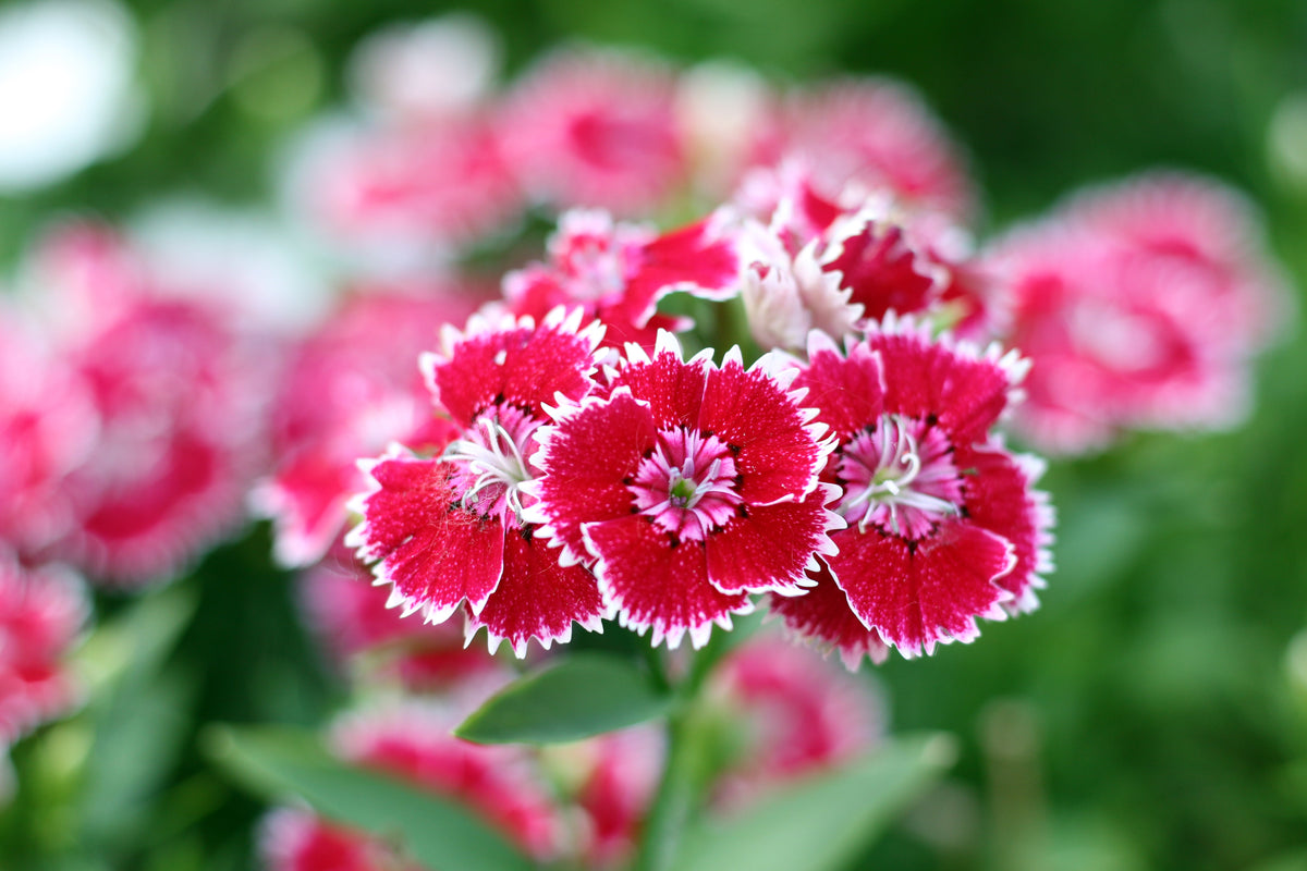 Cottage Pinks Seeds – (Garden, Laced, or Feathered Pink) Dianthus Plumarius Flower – photo 4