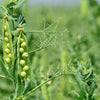 Early Frosty Garden Pea Seeds – English Shelling Pisum Sativum Vegetable – photo 2