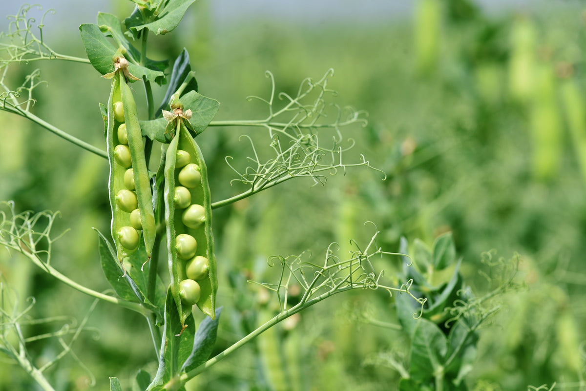 Early Frosty Garden Pea Seeds – English Shelling Pisum Sativum Vegetable – photo 2