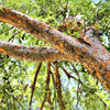 50 CHINESE ELM TREE (Lacebark) Ulmus Parvifolia Seeds