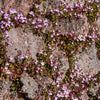 100 KENILWORTH IVY (Ivy-Leaved Toadflax) Cymbalaria Muralis Vine Flower Seeds