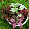 10 Dwarf Mixed Colors POLKA DOT PLANT Red Pink White Rose Splash Select Hypoestes Phyllostachya Flower Houseplant Seeds