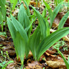 10 RAMSONS / WILD Bear GARLIC Allium Ursinum Vegetable Herb White Flower Seeds