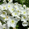 250 WHITE Pale EVENING PRIMROSE (White Buttercup / Sundrops) Oenothera Pallida Flower Seeds