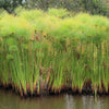 20 Cyperus PAPYRUS Paper Reed Water Plant Egyptian Nile Grass Yellow Flower Seeds