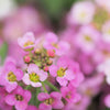 1000 Pink ALYSSUM ROSIE O DAY Lobularia Maritima Flower Seeds