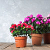 25 MIXED COLORS AZALEA Rhododendron spp. Red, Pink, Purple, White Flower Shade Bush Shrub Seeds