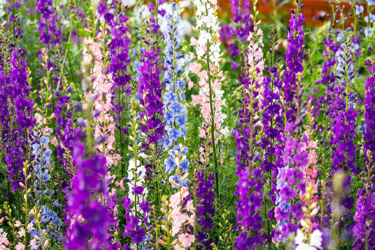Delphinium Pixie Rockets 100 ROCKET LARKSPUR DELPHINIUM Consolida Giant Imperial Mixed Colors F ...