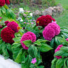 100 CORAL GARDENS Mix CELOSIA Cockscomb Celosia Argentea Cristata Flower Seeds