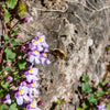 100 KENILWORTH IVY (Ivy-Leaved Toadflax) Cymbalaria Muralis Vine Flower Seeds