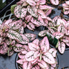 10 Dwarf PINK POLKA DOT PLANT Splash Select Hypoestes Phyllostachya Flower Houseplant Seeds