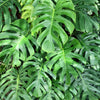 5 Organic SPLIT LEAF PHILODENDRON Monstera Deliciosa Swiss Cheese Plant Vine Seeds