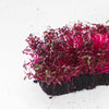 500 RED GARNET AMARANTH Amaranthus Tricolor Vegetable Flower Seeds