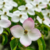 20 HIMALAYAN DOGWOOD / STRAWBERRY Tree Cornus Capitata White & Pink Flower Red Fruit Seeds